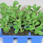 Plectranthus Neochilus 6 Pack