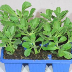 Plectranthus-neochilus.jpg Plectranthus Neochilus 6 Pack