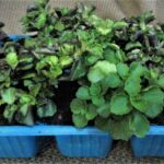 Plectranthus Strigosus Blue 6 Pack