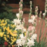 Polianthes - "The Pearl" Bulbs