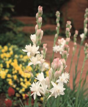 Polianthes - "The Pearl" Bulbs