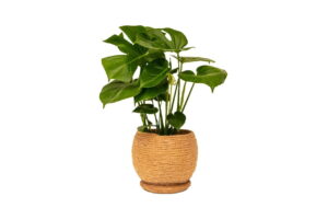 Power-Basket-Large.jpeg Power Basket - Large (18cm base)