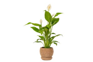 Power Basket - Small (16cm base)