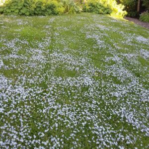Pratia Angulata 'Blue' 128 Plug Tray