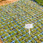 Pratia Blue 6 Pack