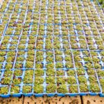 Pratia Blue 6 Pack