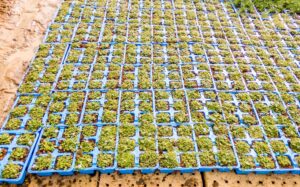 Pratia Blue 6 Pack