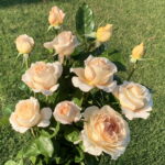 Pretty Yende Hybrid Tea Rose 5lt