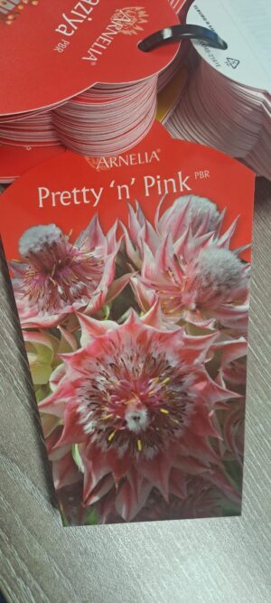 Serruria Pretty 'n' Pink PBR 15cm Pot