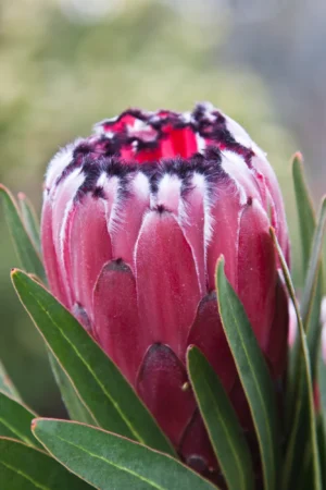 Protea 'Australus TM Ruby' 15cm Pot