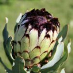 Protea Niobe 15cm Pot