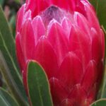 Red Ice Protea 15cm Pot