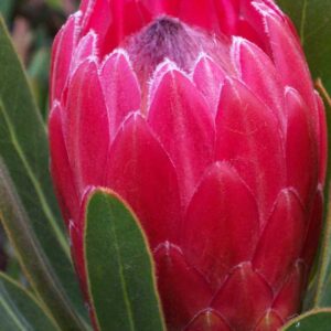 Red Ice Protea 15cm Pot