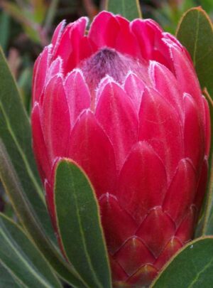 Protea-Red-Ice.jpg Red Ice Protea 15cm Pot