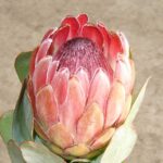 Protea Pixi 15cm Pot Protea Pixi 15cm Pot