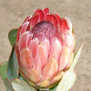 Protea Pixi 15cm Pot