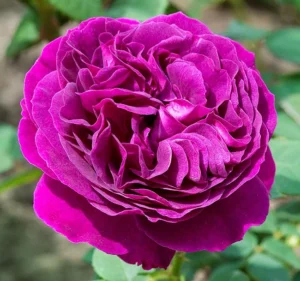 Purple Lodge Panarosa Rose 5lt