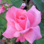 Queen Elizabeth Hybrid Tea Rose 5lt