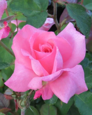Queen Elizabeth Hybrid Tea Rose 5lt