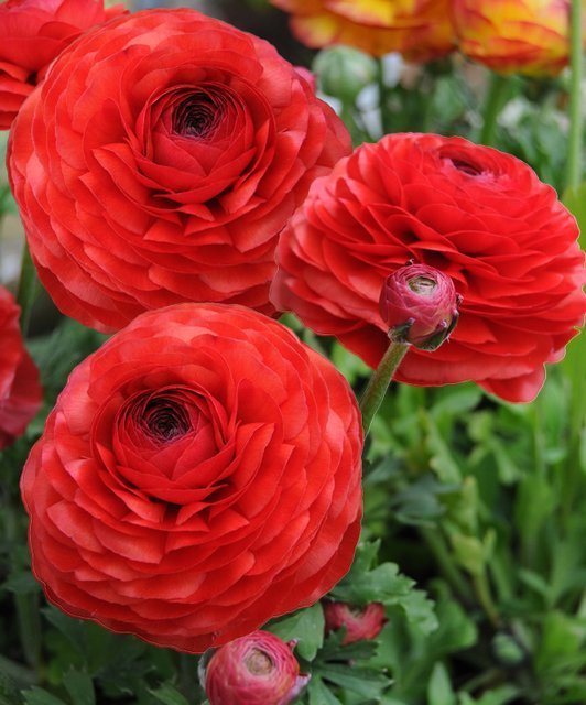 Fire Red Ranunculus Ranunculus Bulbs-Red - ClicknPlant Online Nursery Cape Town