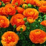 Ranunculus Bulbs-Orange
