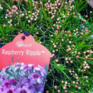 Rasberry-Ripple-scaled-1.jpg Geraldton Wax 'Rasberry Ripple' 15cm Pot