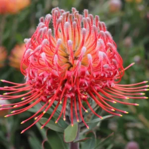 Red Phantom Leucospermum (pincushion) 15cm Pot