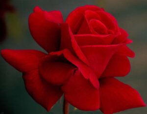 Red ‘n Fragrant Hybrid Tea Rose 5lt
