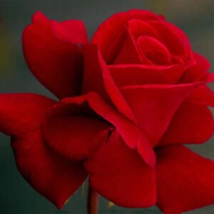 Red-‘n-Fragrant.jpg Red ‘n Fragrant Hybrid Tea Rose 5lt