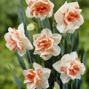 Daffodil Replete - double Bulbs
