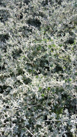 Rhagodia Hastata 128 Plug Tray