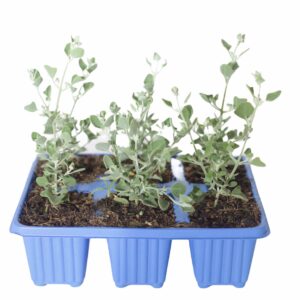 Rhagodia-hastata.jpg Rhagodia Hastata 6 Pack