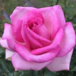 Roma Naude Hybrid Tea Rose 5lt