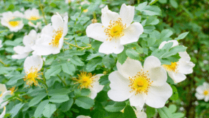 Rosa Canina 'White' (Dog Rose) 128 Plug Tray