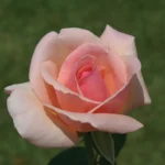 Rose Celeste Climbing Rose 5lt