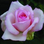 Garden Princess Rose 5lt