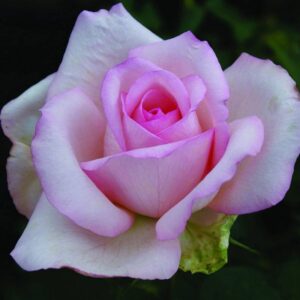 Garden Princess Rose 5lt