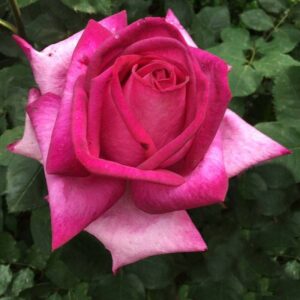 Garden Queen Rose 5lt