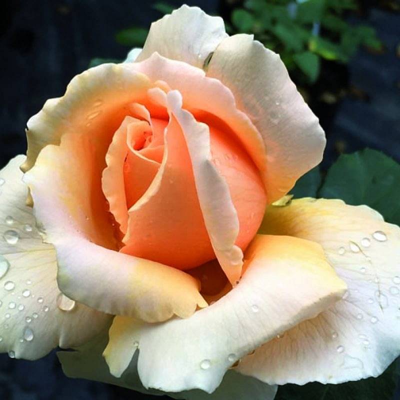 Rose Just Joey 5lt - ClicknPlant Online Nursery Cape Town