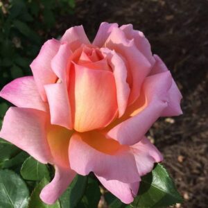 Rose Perfumery 5lt