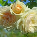 Wedding Garland Rose 5lt