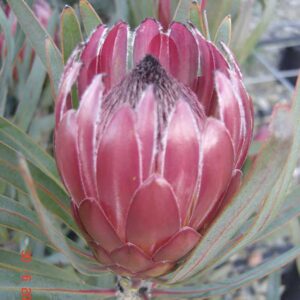 Protea 'Roupe' 15cm Pot