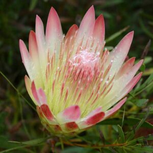 Protea 'Ruby Blush' 15cm Pot