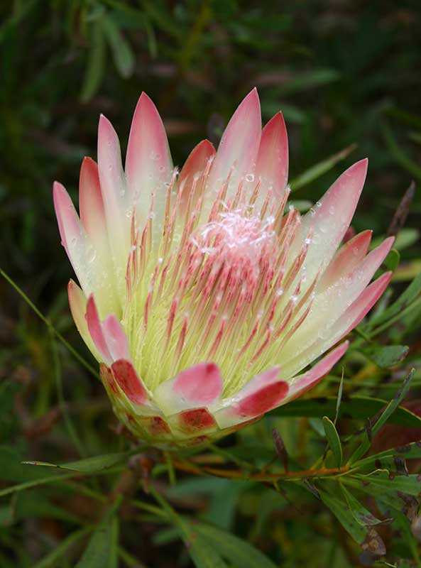 Protea 'Ruby Blush' 22cm Pot
