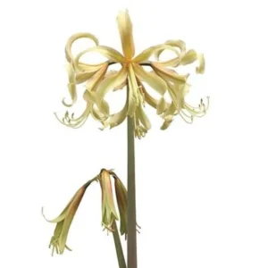 Amaryllis Sonatini - Saffron® Bulbs Amaryllis Sonatini - Saffron® Bulbs