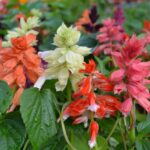Salvia Splendens Assorted 4 Pack Tray