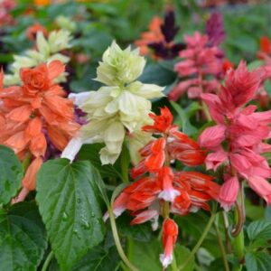 Salvia Splendens Assorted 4 Pack Tray