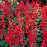 Salvia Splendens 'Vista Red' 4 Pack Tray Salvia Splendens 'Vista Red' 4 Pack Tray
