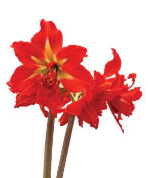 Amaryllis Sonatini - Samburu® Bulbs