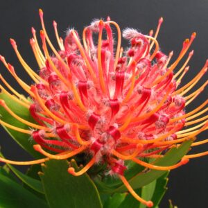 Scarlet Ribbon Leucospermum (pincushion) 15cm Pot